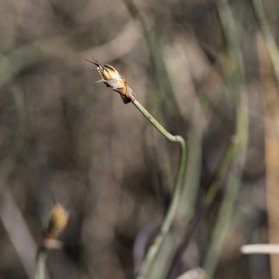Lepidobolus drapetocoleus, photographed by Kym Nicolson