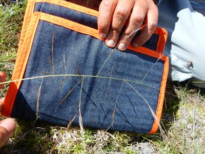 Aristida divaricata, photographed by Carlos Martorell