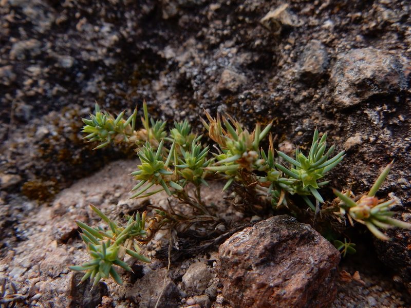 Cerdia virescens, photographed by Carlos Martorell