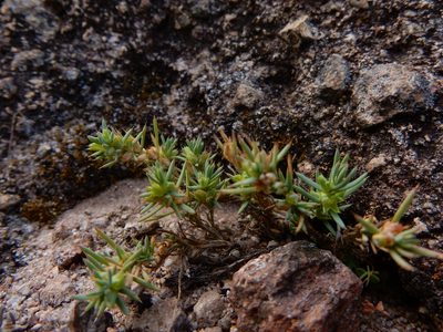 Cerdia virescens, photographed by Carlos Martorell
