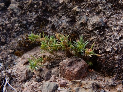 Cerdia virescens, photographed by Carlos Martorell