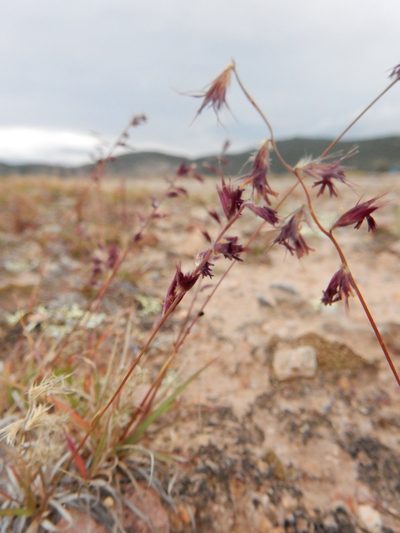 Bouteloua polymorpha, photographed by Carlos Martorell