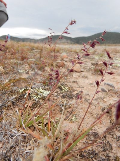 Bouteloua polymorpha, photographed by Carlos Martorell