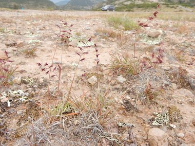 Bouteloua polymorpha, photographed by Carlos Martorell