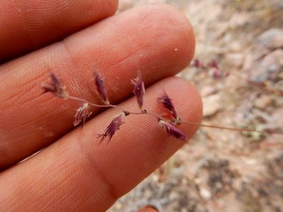 Bouteloua polymorpha, photographed by Carlos Martorell