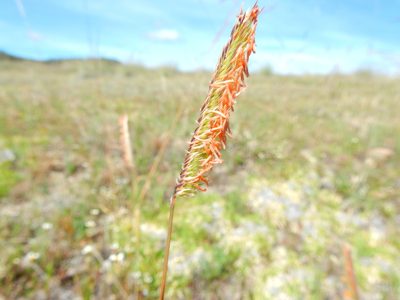 Bouteloua scorpioides, photographed by Carlos Martorell