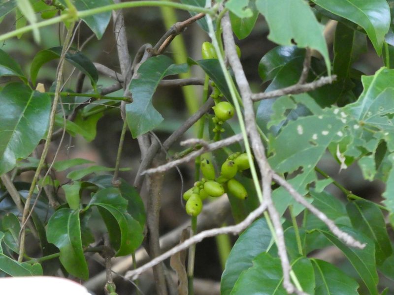 Gnetum parvifolium, photographed by Aaron Liston