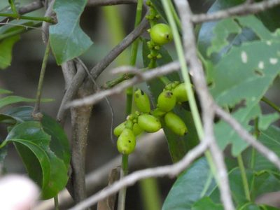 Gnetum parvifolium, photographed by Aaron Liston
