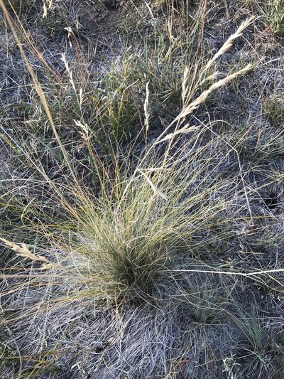 Festuca arizonica, photographed by brettaugust