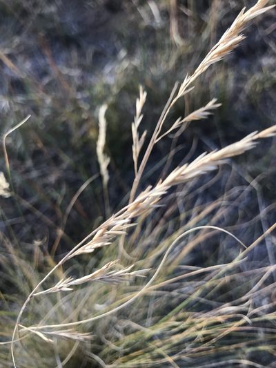 Festuca arizonica, photographed by brettaugust