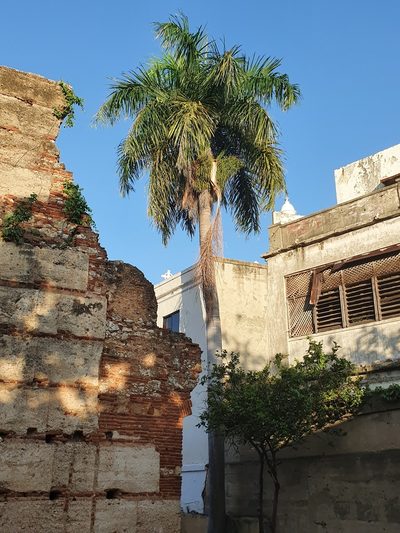 Roystonea borinquena, photographed by Yolanda M. Leon