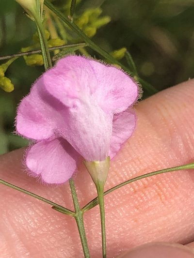 Agalinis obtusifolia, photographed by John Kees