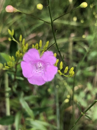 Agalinis obtusifolia, photographed by John Kees