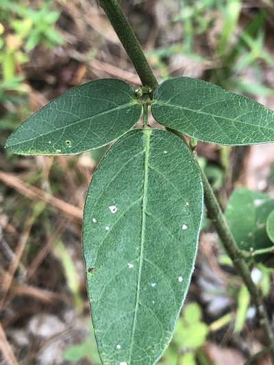 Desmodium obtusum, photographed by John Kees
