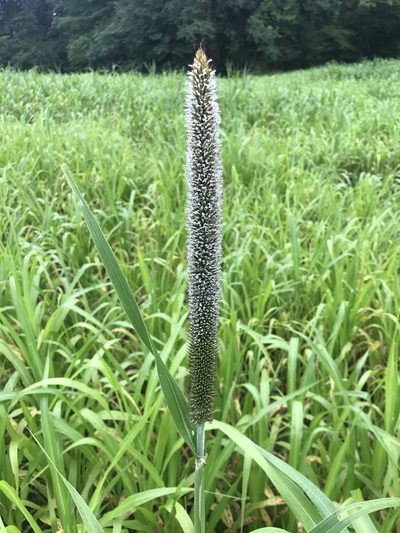 Cenchrus americanus, photographed by Michael Ellis