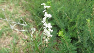 Spiranthes lacera, photographed by yajapin