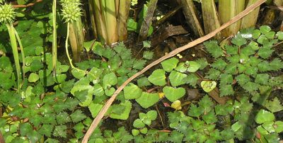 Trapella sinensis, photographed by Oleg Kosterin