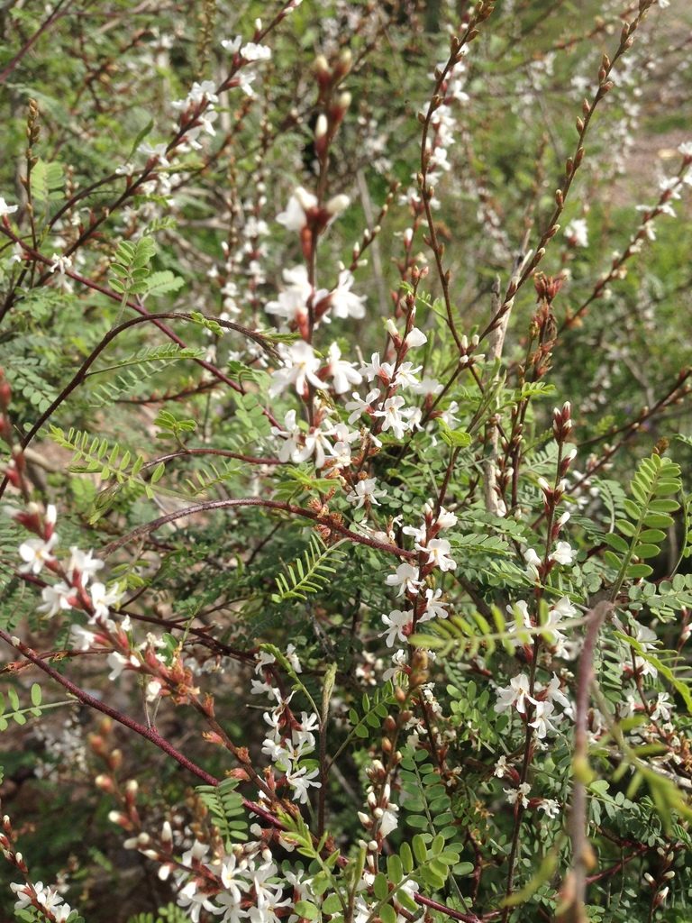 Eysenhardtia schizocalyx, photographed by Oscar C. González Martínez