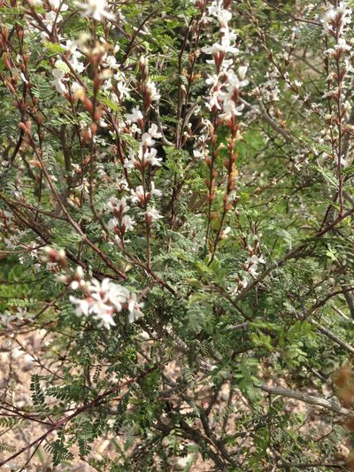 Eysenhardtia schizocalyx, photographed by Oscar C. González Martínez