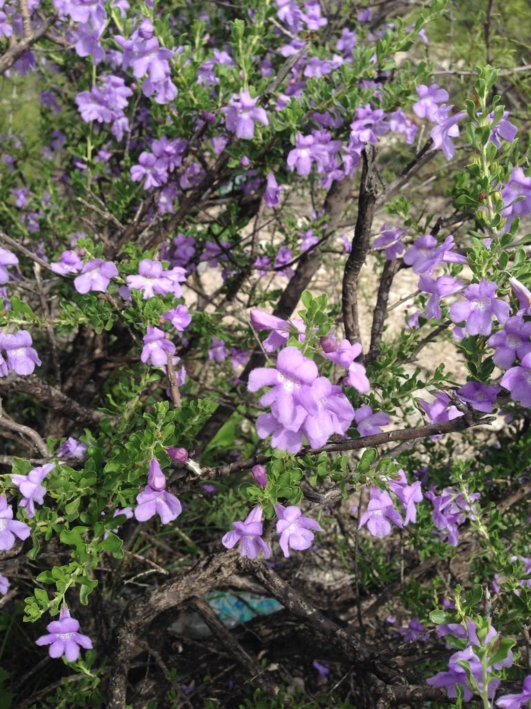 Leucophyllum laevigatum, photographed by Oscar C. González Martínez