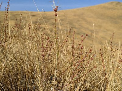 Eriogonum gracile, photographed by Ken-ichi Ueda