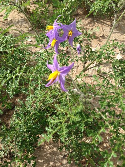 Solanum citrullifolium, photographed by Oscar C. González Martínez