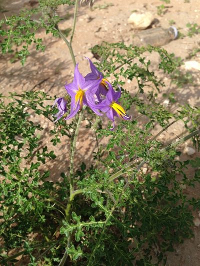 Solanum citrullifolium, photographed by Oscar C. González Martínez
