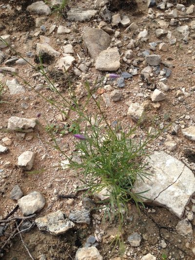 Giliastrum stewartii, photographed by Oscar C. González Martínez