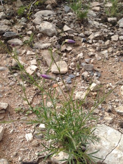 Giliastrum stewartii, photographed by Oscar C. González Martínez