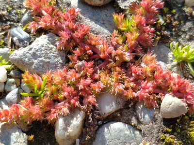 Crassula alata, photographed by John Barkla