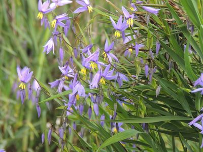 Stypandra glauca, photographed by Claudia Schipp