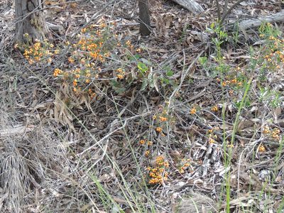 Dillwynia phylicoides, photographed by Claudia Schipp