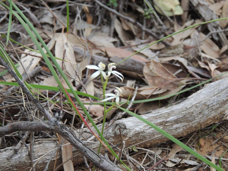 Caladenia ustulata, photographed by Claudia Schipp