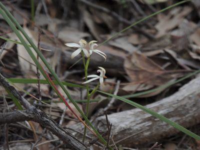 Caladenia ustulata, photographed by Claudia Schipp