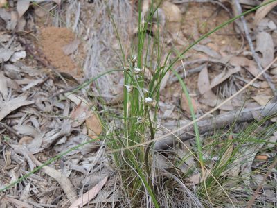 Prasophyllum brevilabre, photographed by Claudia Schipp