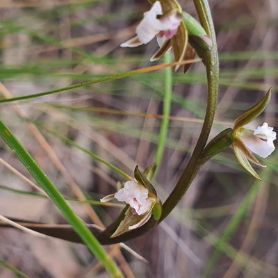 Prasophyllum brevilabre, photographed by Claudia Schipp