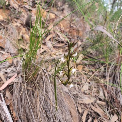 Prasophyllum brevilabre, photographed by Claudia Schipp