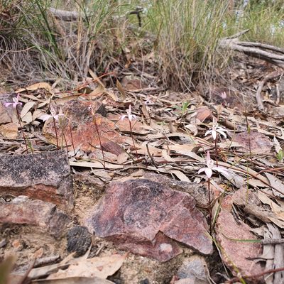 Caladenia fuscata, photographed by Claudia Schipp