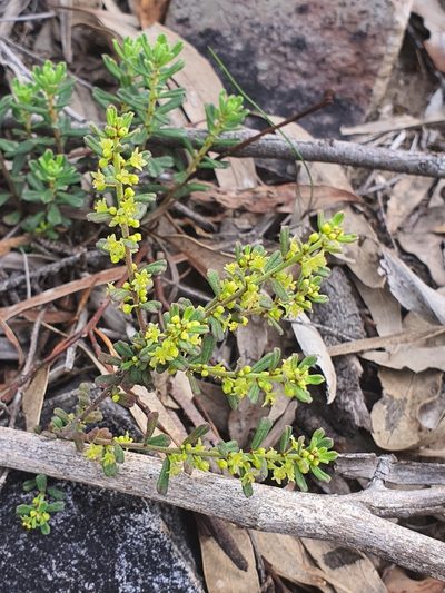 Phyllanthus occidentalis, photographed by Claudia Schipp