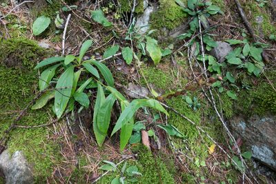 Digitalis lutea, photographed by Felicia Seichter