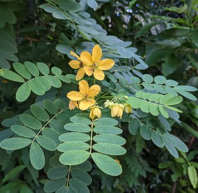 Senna surattensis, photographed by portioid