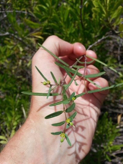 Euphorbia articulata, photographed by Steven Bachman
