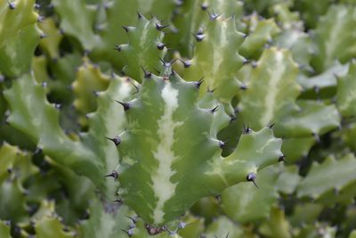 Euphorbia lactea, photographed by kbkash