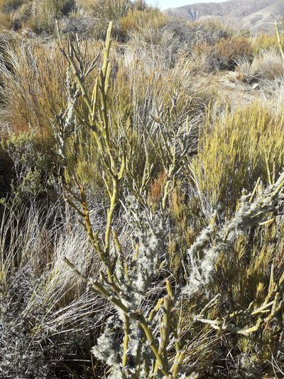 Carmichaelia crassicaulis, photographed by zoearts