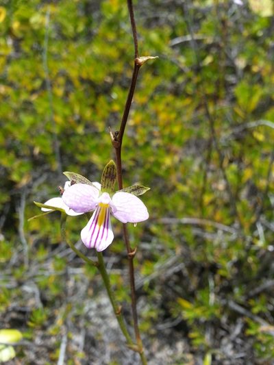 Tetramicra canaliculata, photographed by Steven Bachman