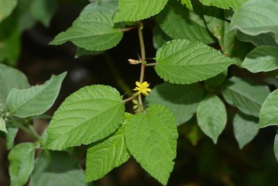 Corchorus capsularis, photographed by S.MORE