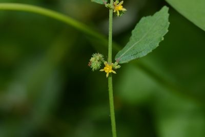 Triumfetta pentandra, photographed by S.MORE