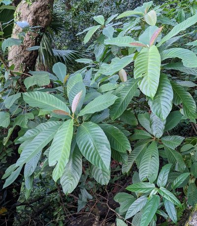 Saurauia tristyla, photographed by portioid