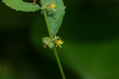 Triumfetta pentandra, photographed by S.MORE