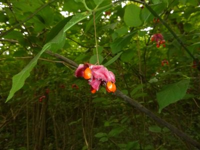 Euonymus latifolius, photographed by Gabriel Mayrhofer